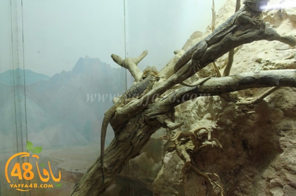 re7la 7eifa (64).JPG